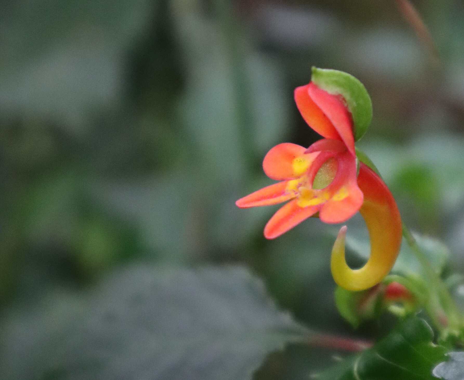 elephants trunk flower