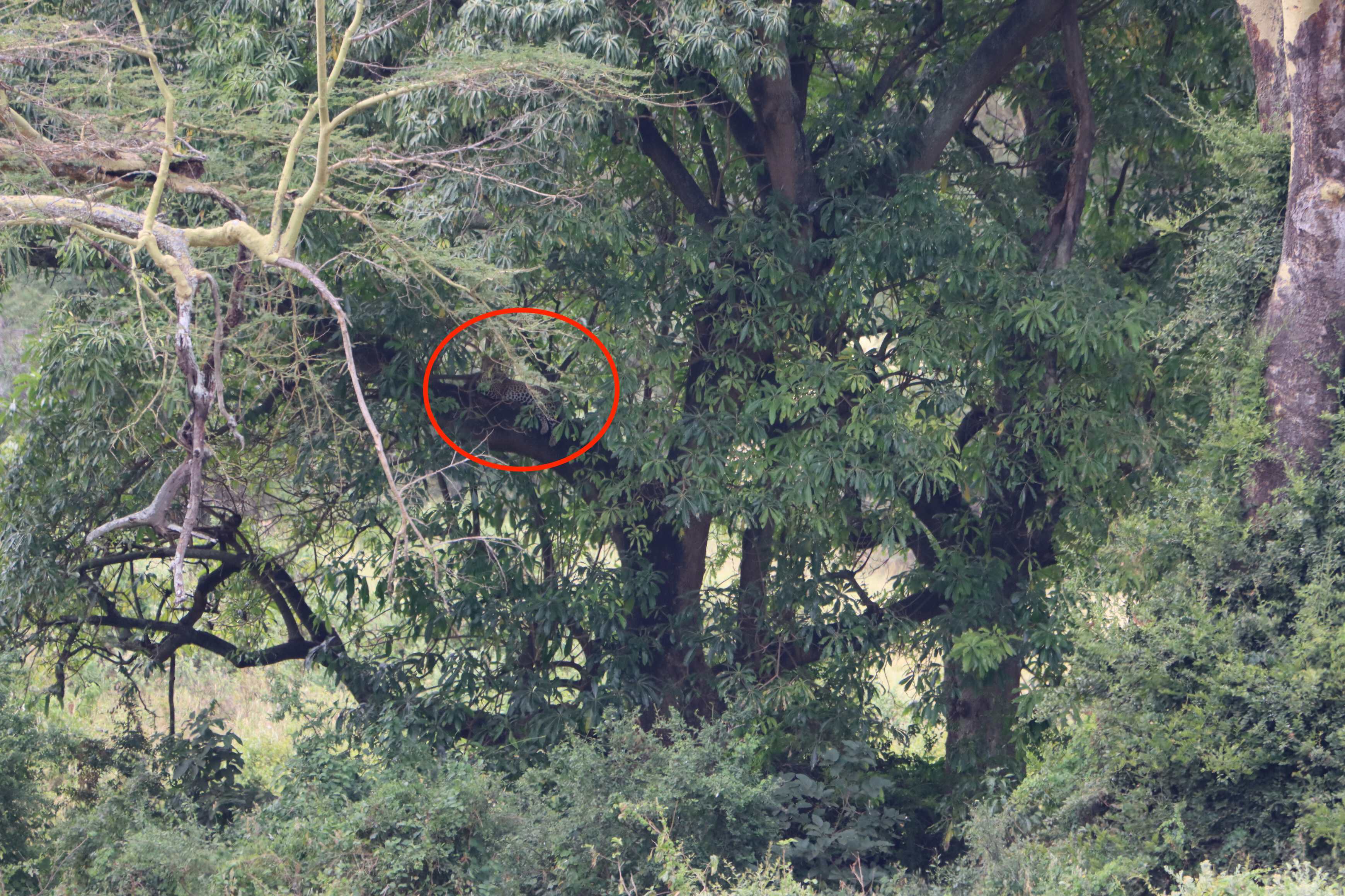 A distant leopard napping in the tree