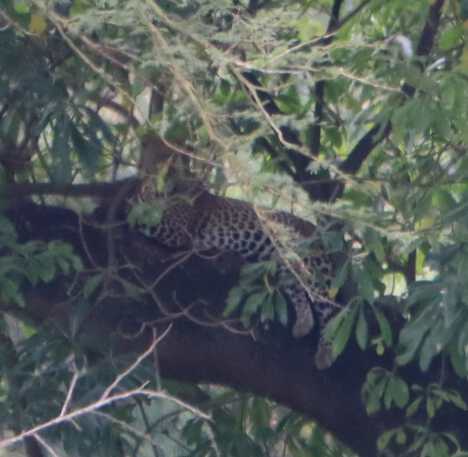 A distant leopard napping in the tree