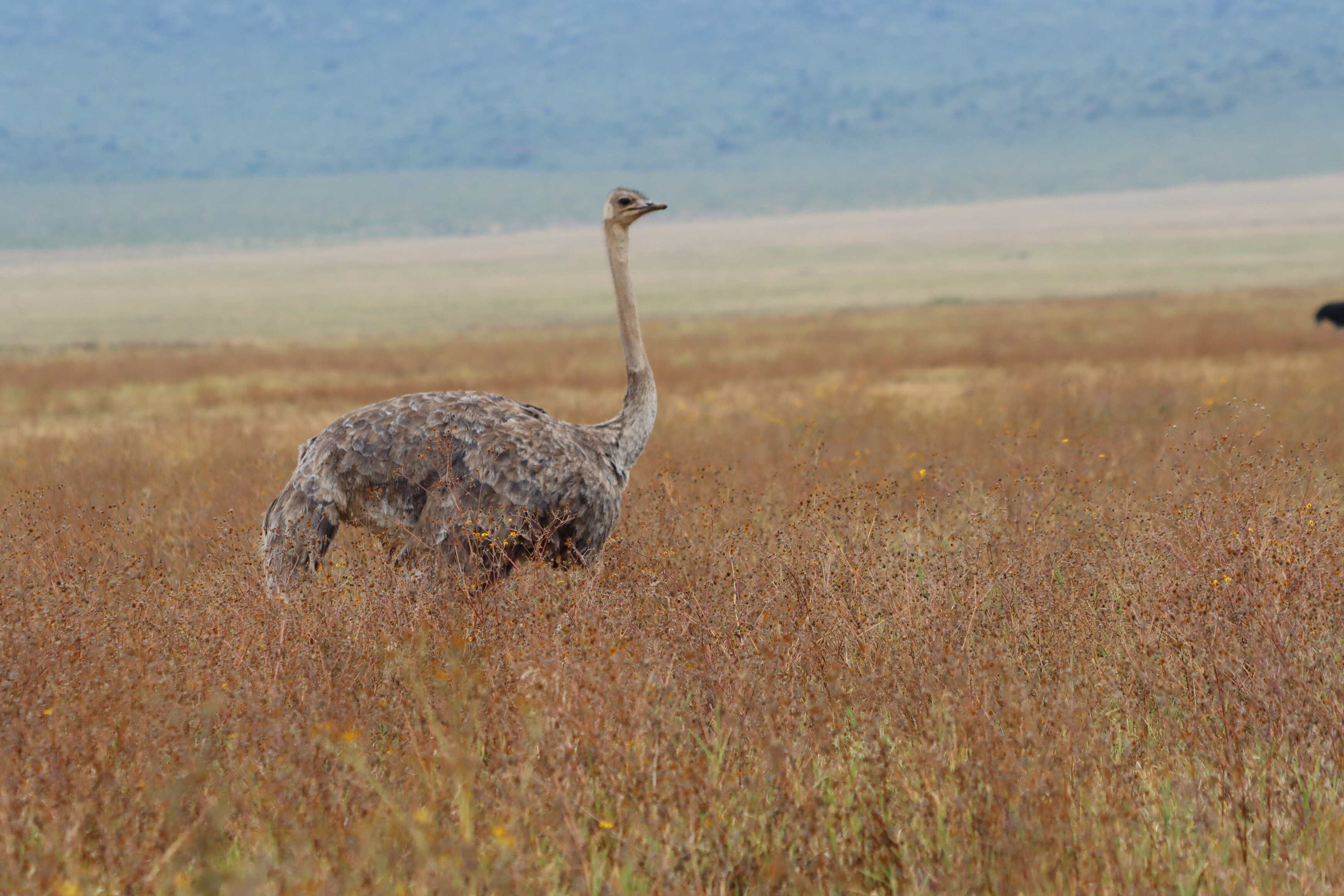 A female ostrich