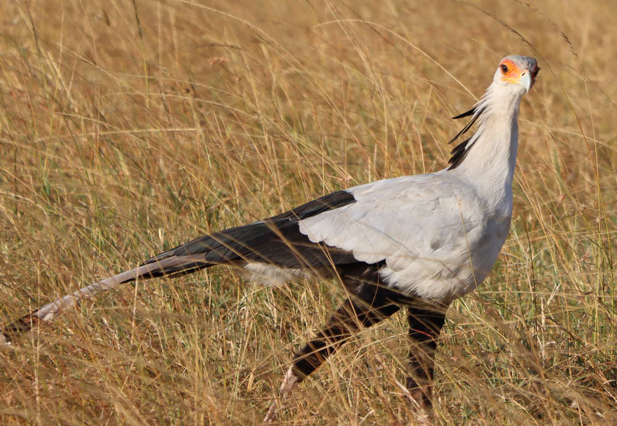 Secretary bird