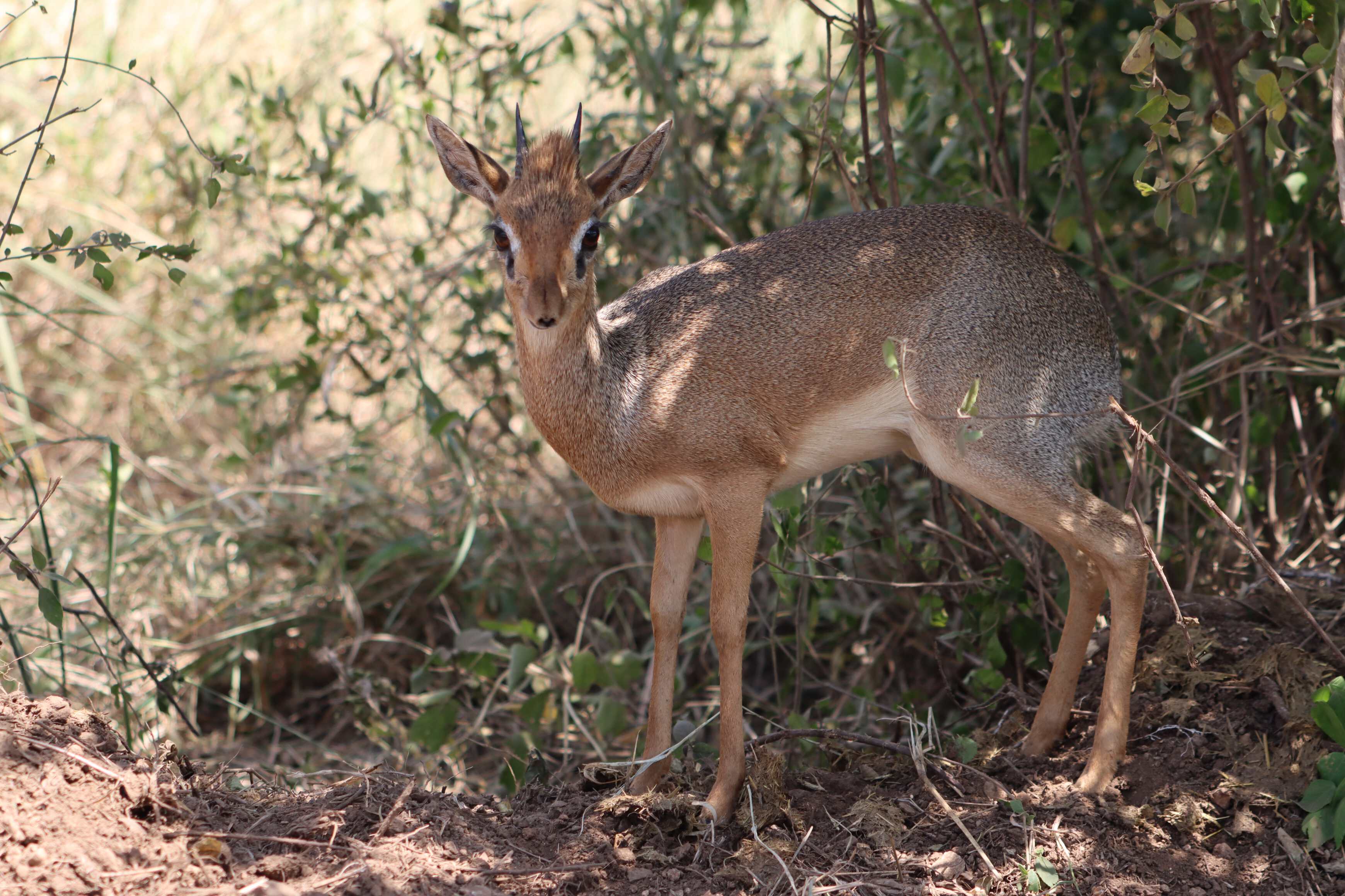 portrait of a dik-dik