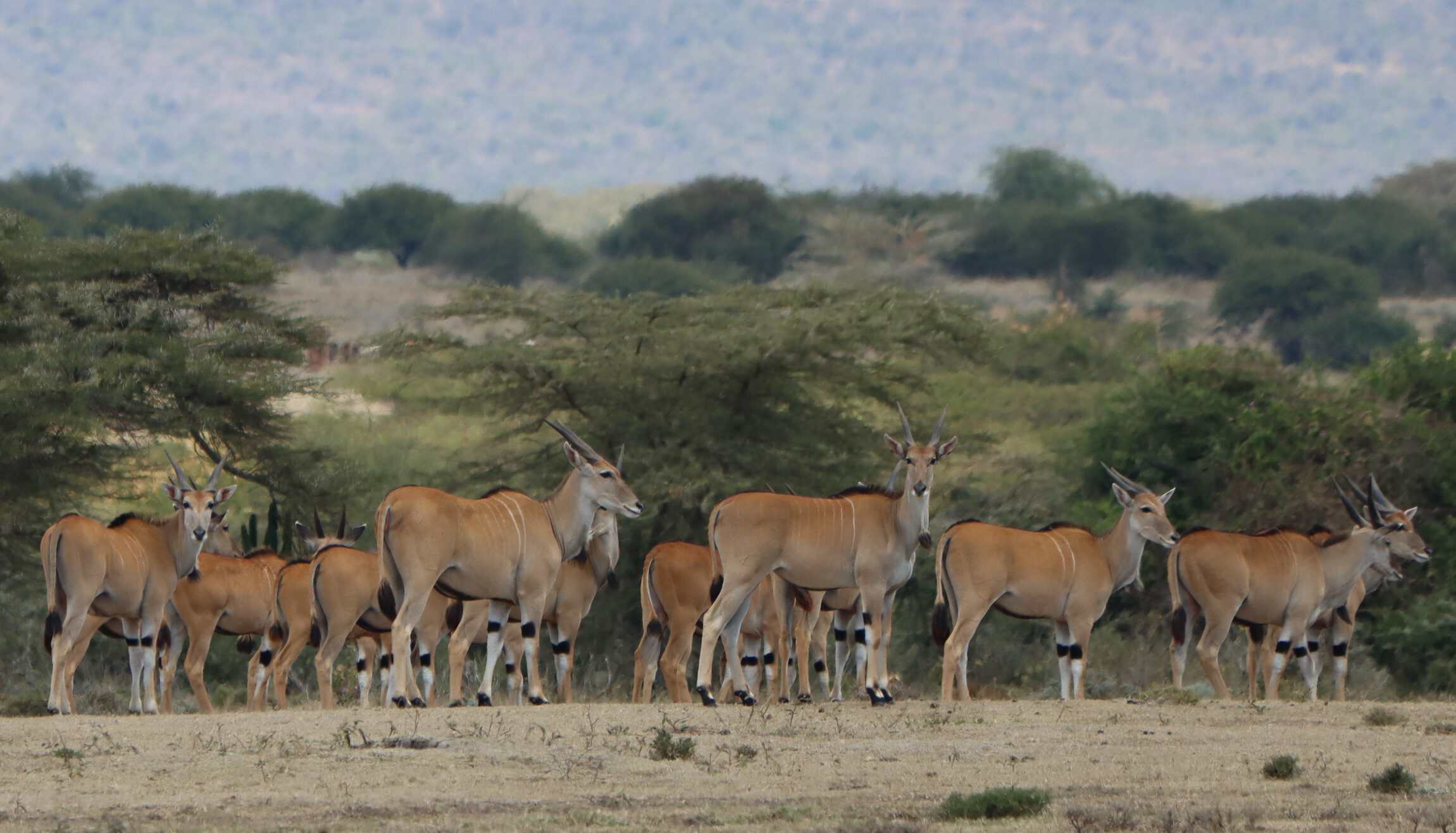 A heard of eland