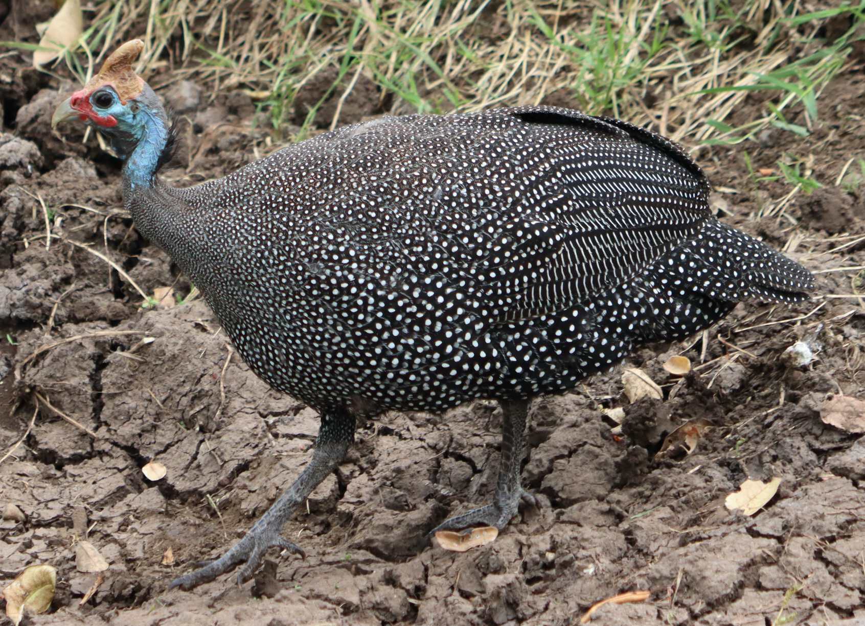 A guinea fowl