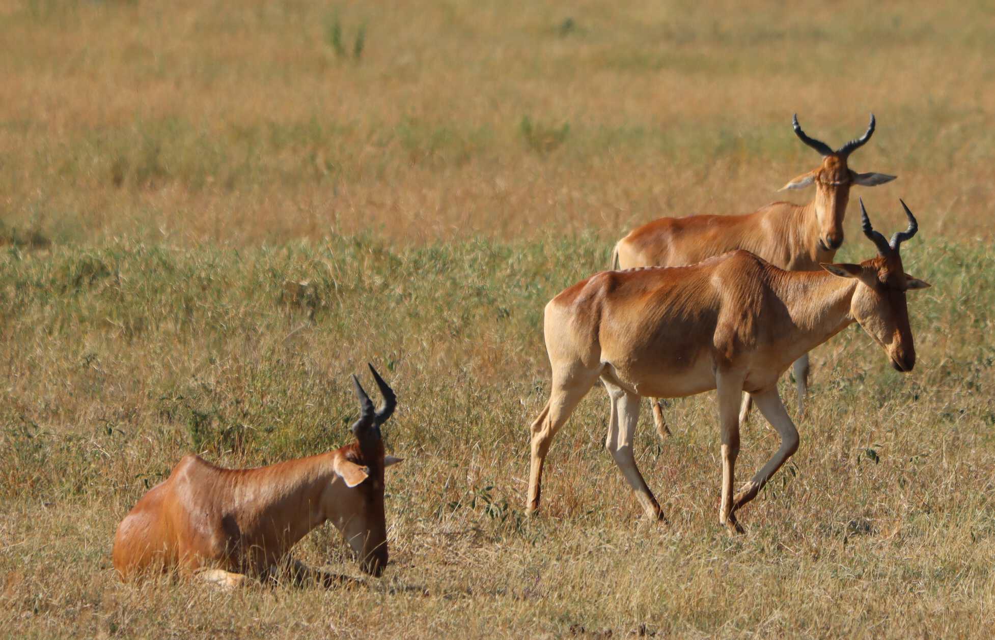 hartebeest