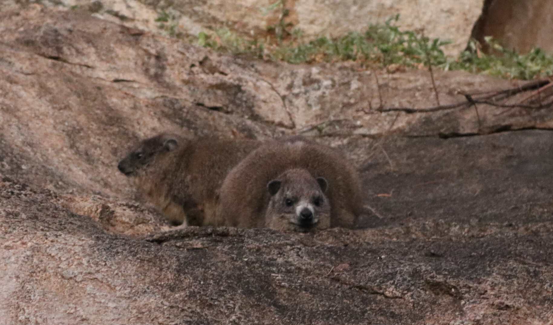 hyrax