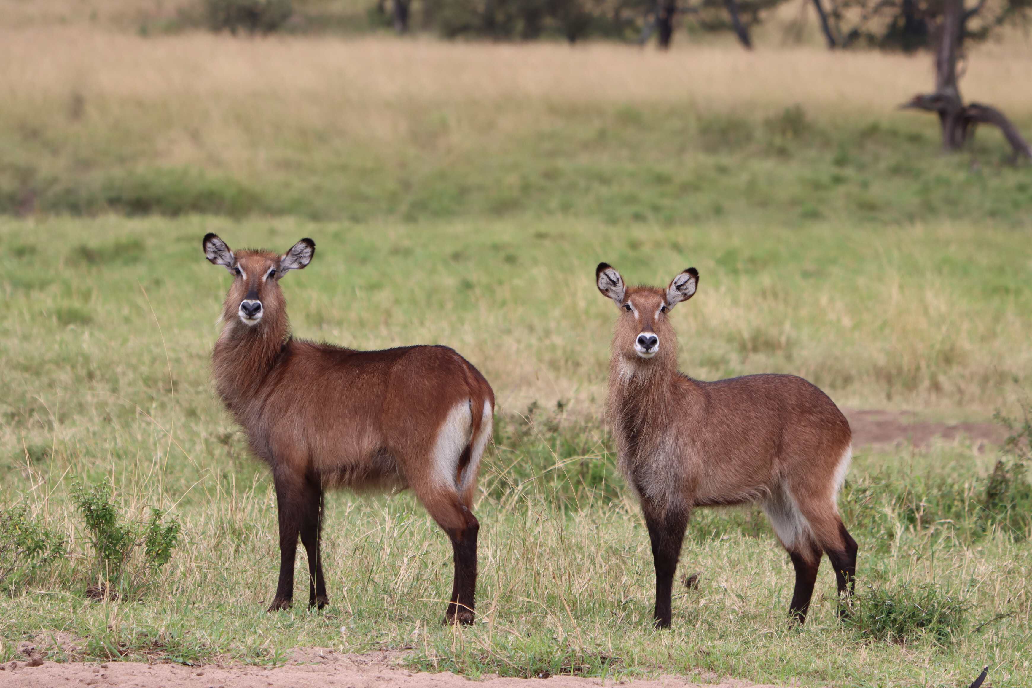 waterbuck