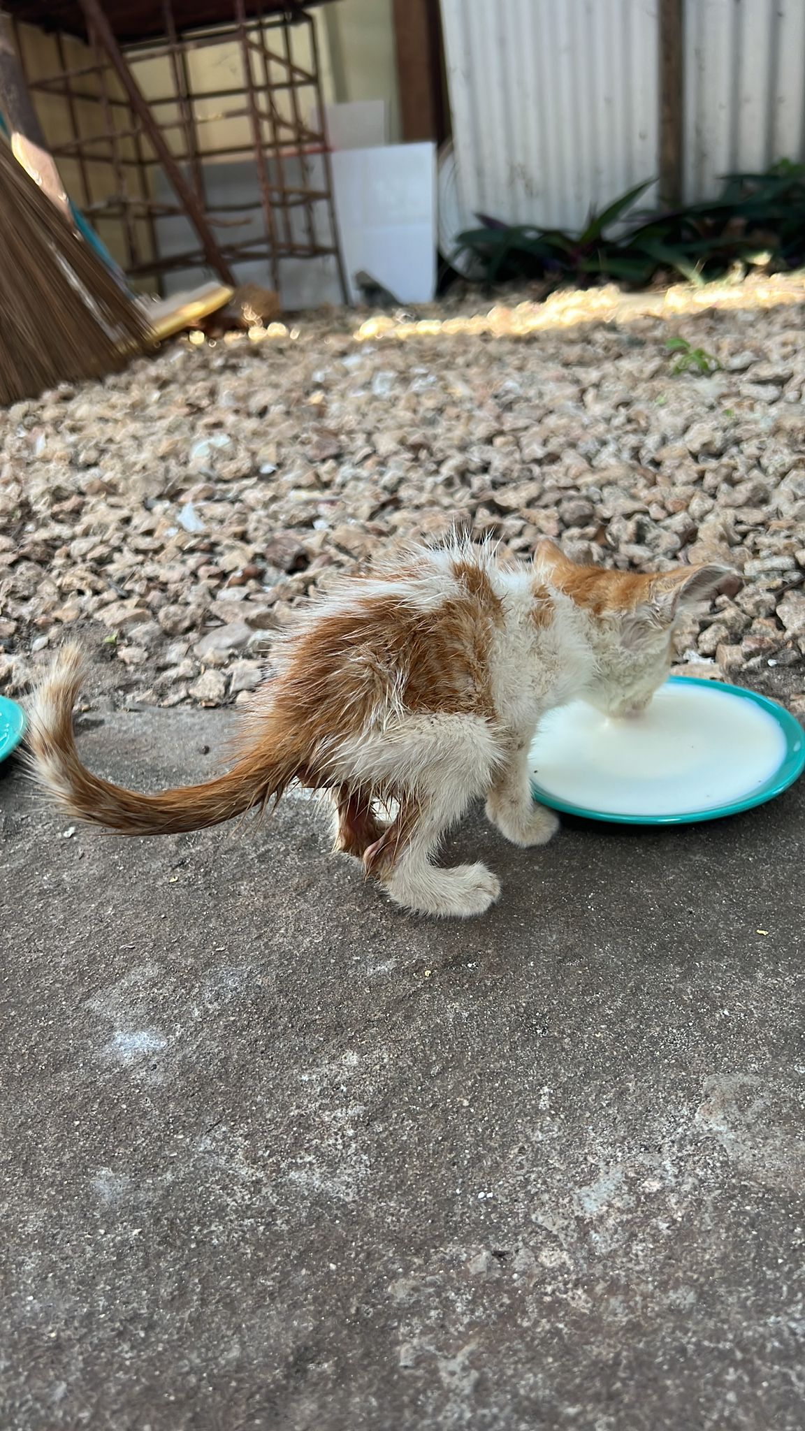 cat drinking from a saucer