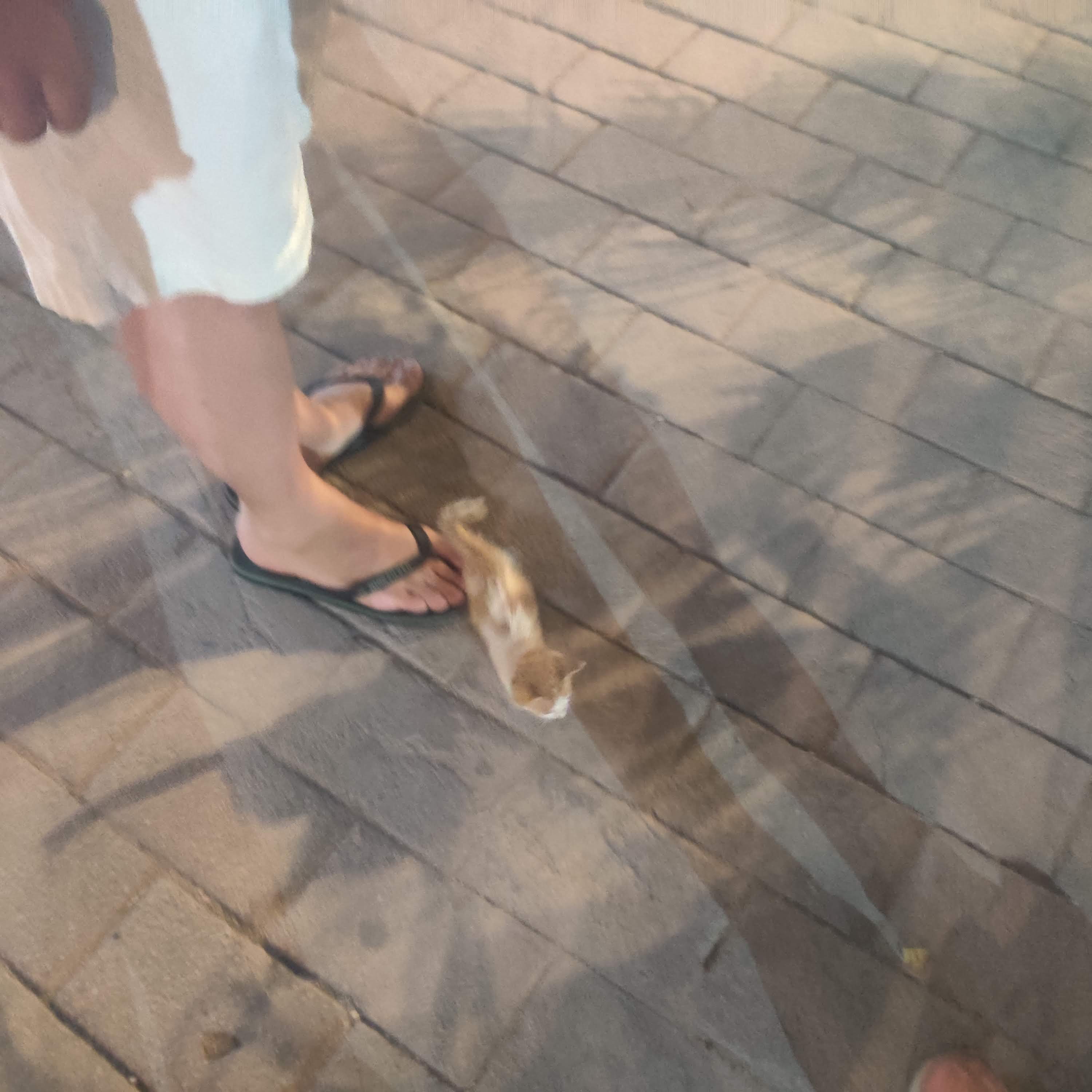 looking down at a small kitten near a mans feet