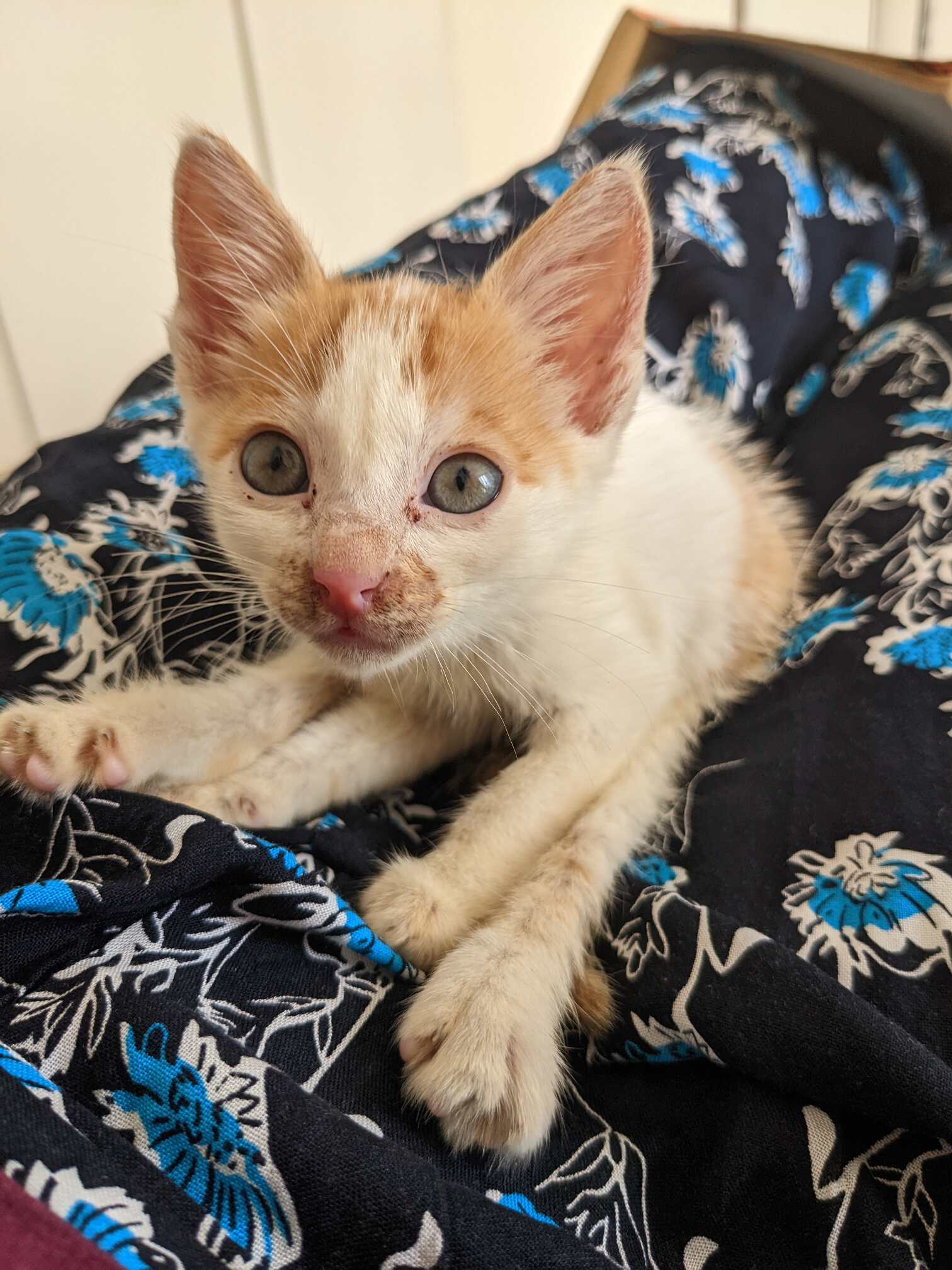 A ginger and white kitten sitting on a womans lap. The womans is wearing black and blue patterned pants