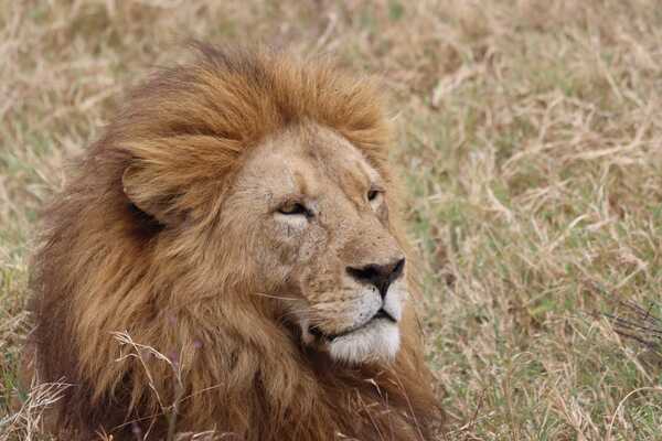 Ngorongoro Crater