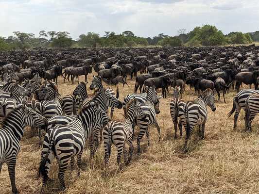 The Serengeti: The Animals and Place