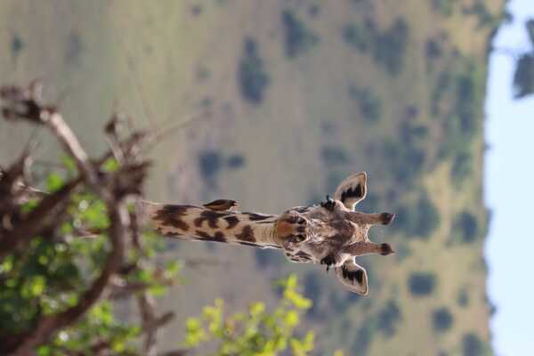 The Serengeti: Daily Animal Sightings