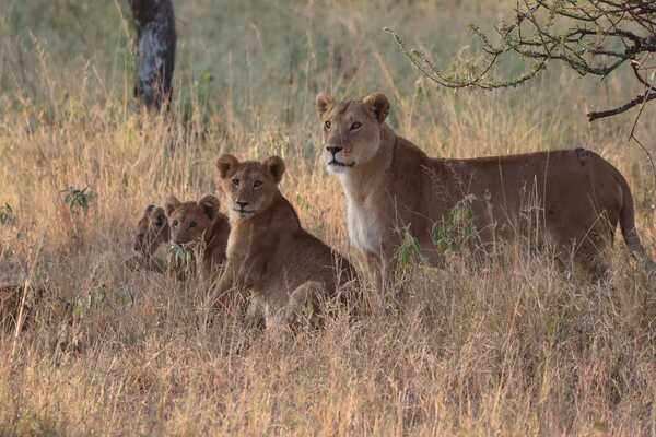 From the Serengeti to Zanzibar